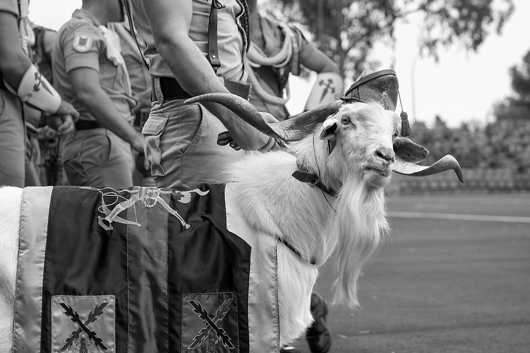 A goat beside uniformed service members.